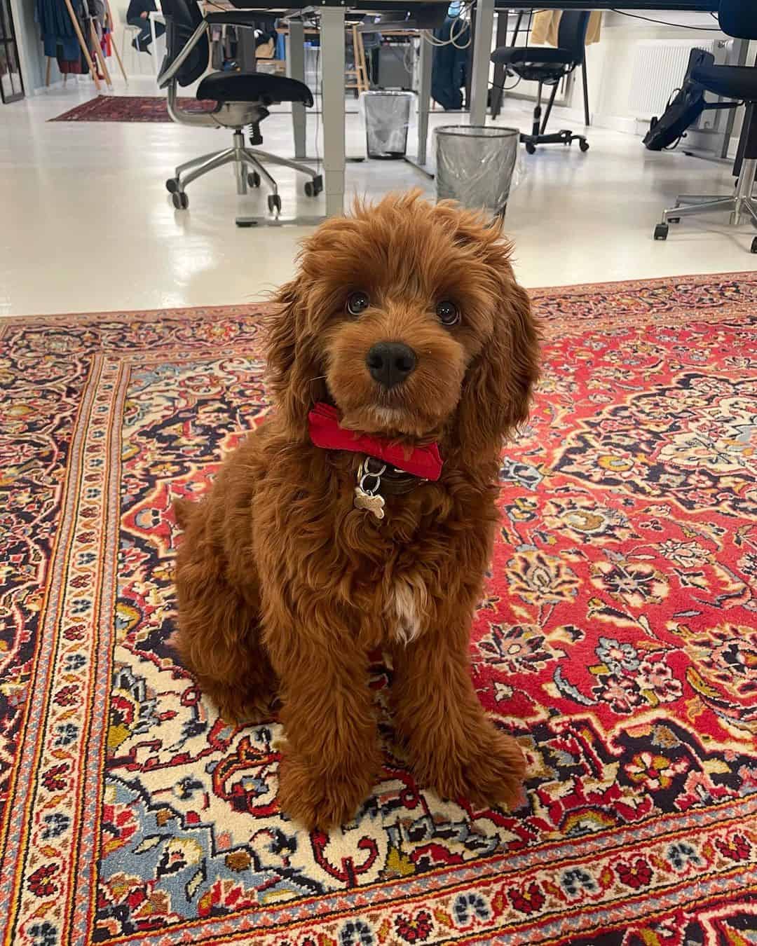 cavapoo sitting on rug looking at camera