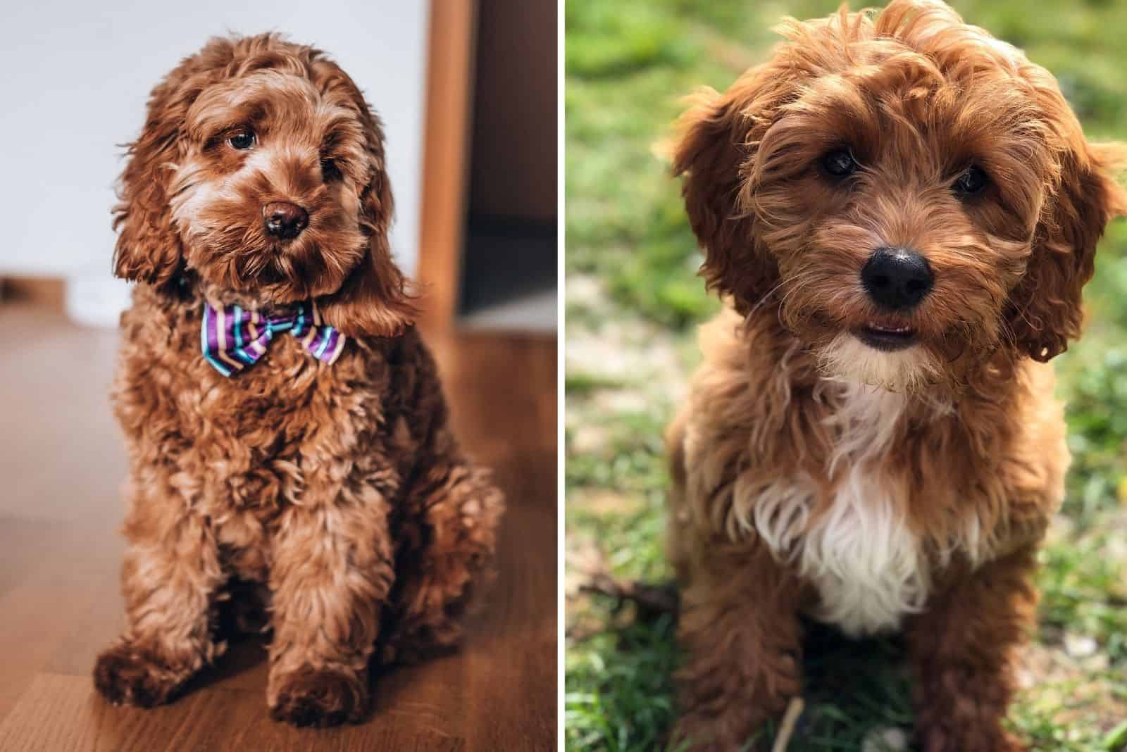 Cavapoo vs Cockapoo