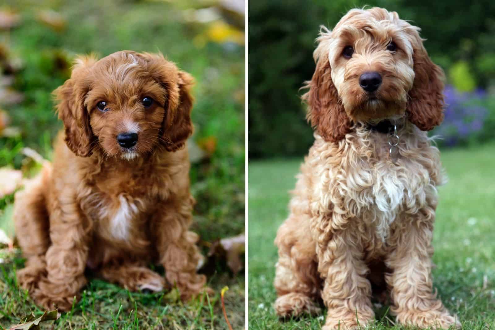 Cavapoo Vs Cockapoo: Which Mix Is A Better Choice For You?