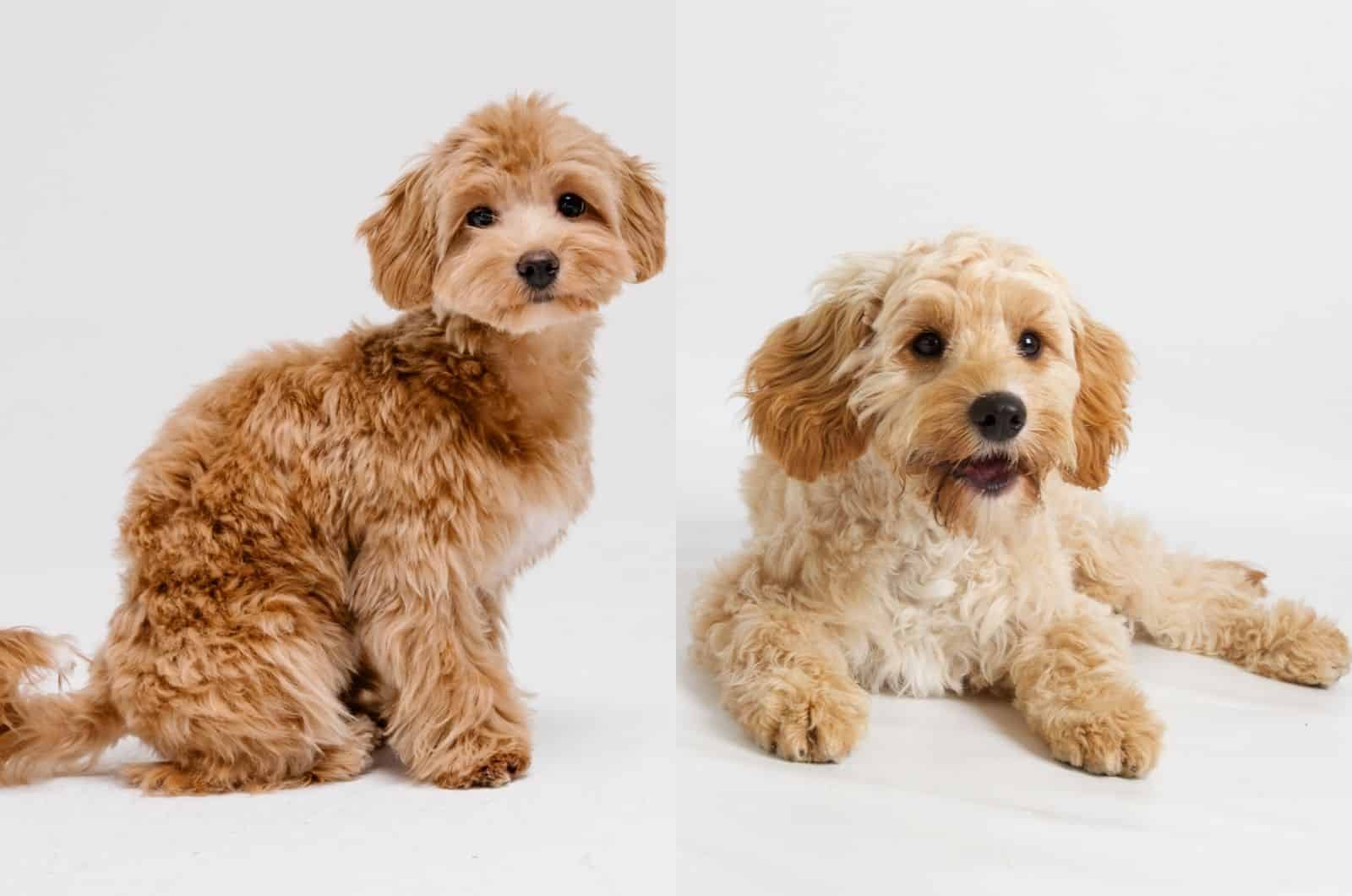 Cavapoo Vs Maltipoo: So Similar, But So Different