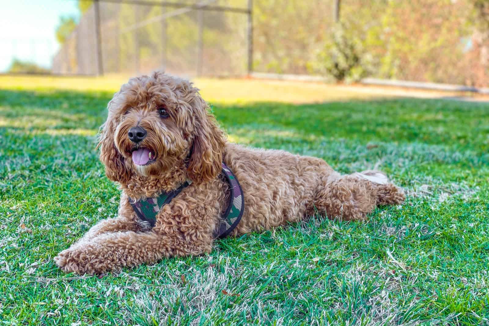 cavapoo wearing a harness