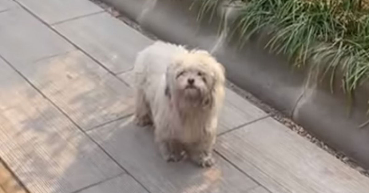 A Pregnant Dog Wandering The Streets Desperately Begged People To Help Her