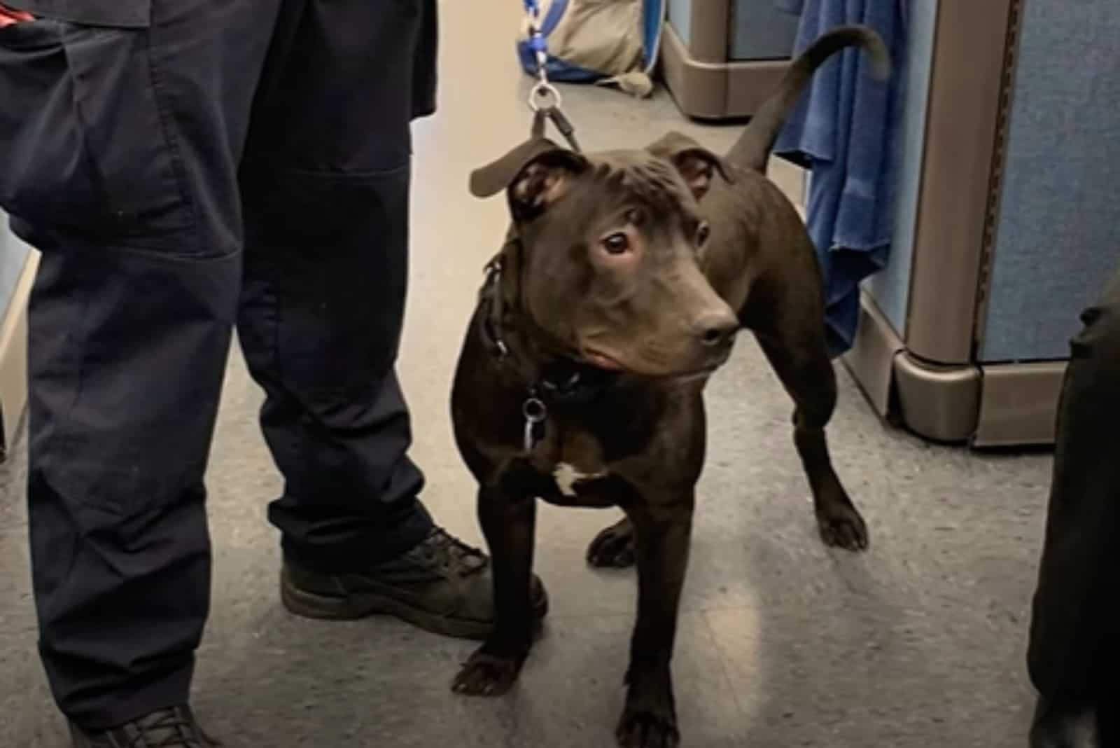 chained pitbull gets a makeover