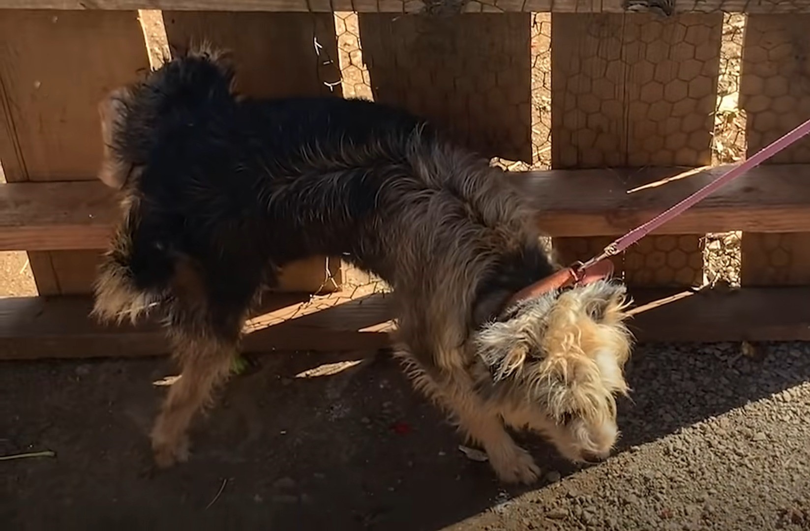 small dog on a leash