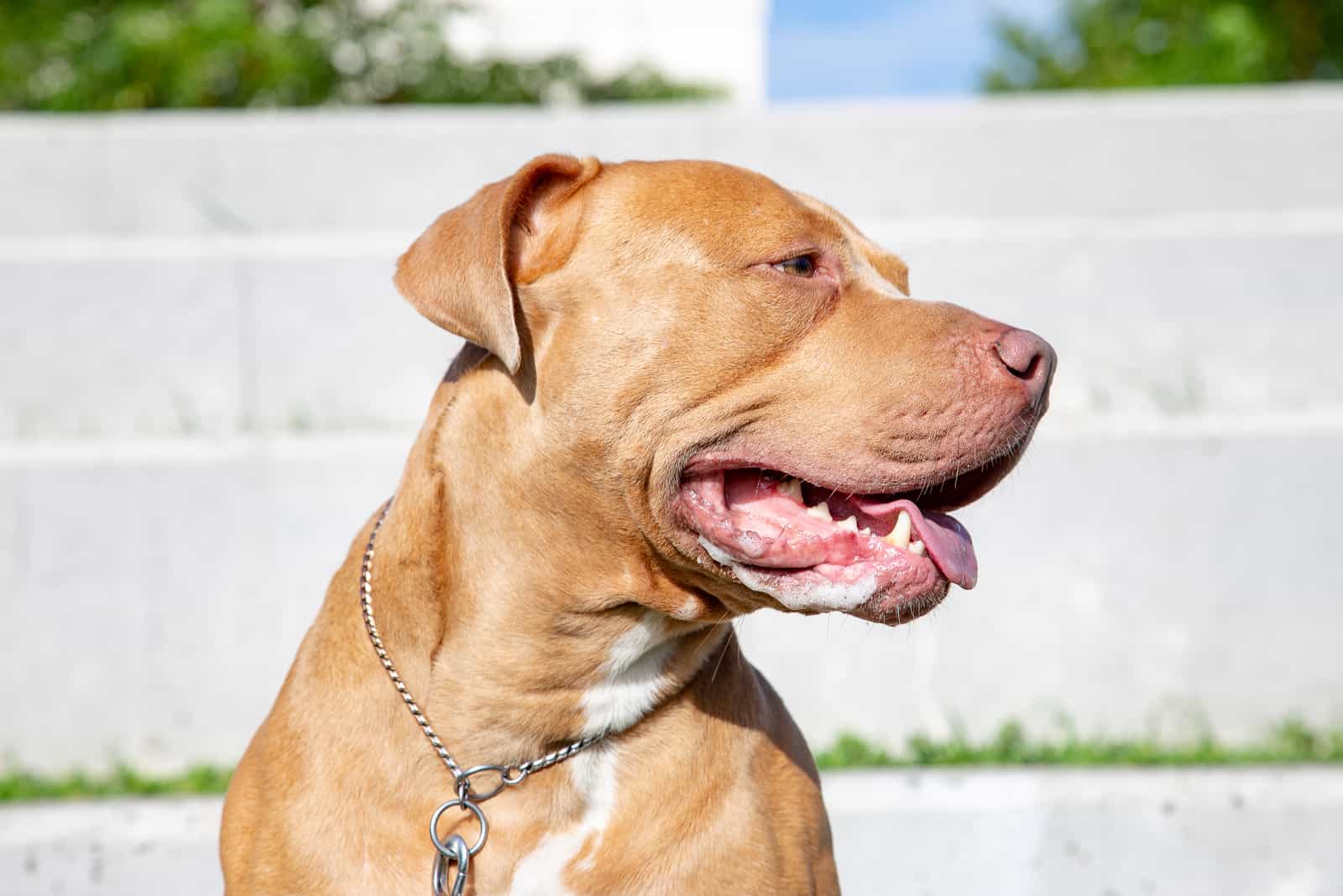 Champagne Pitbull looking away