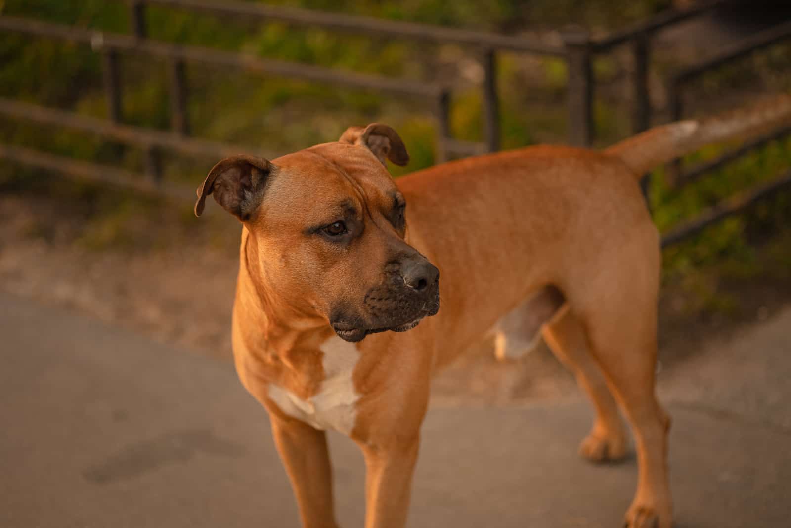 Champagne Pitbull walking outside