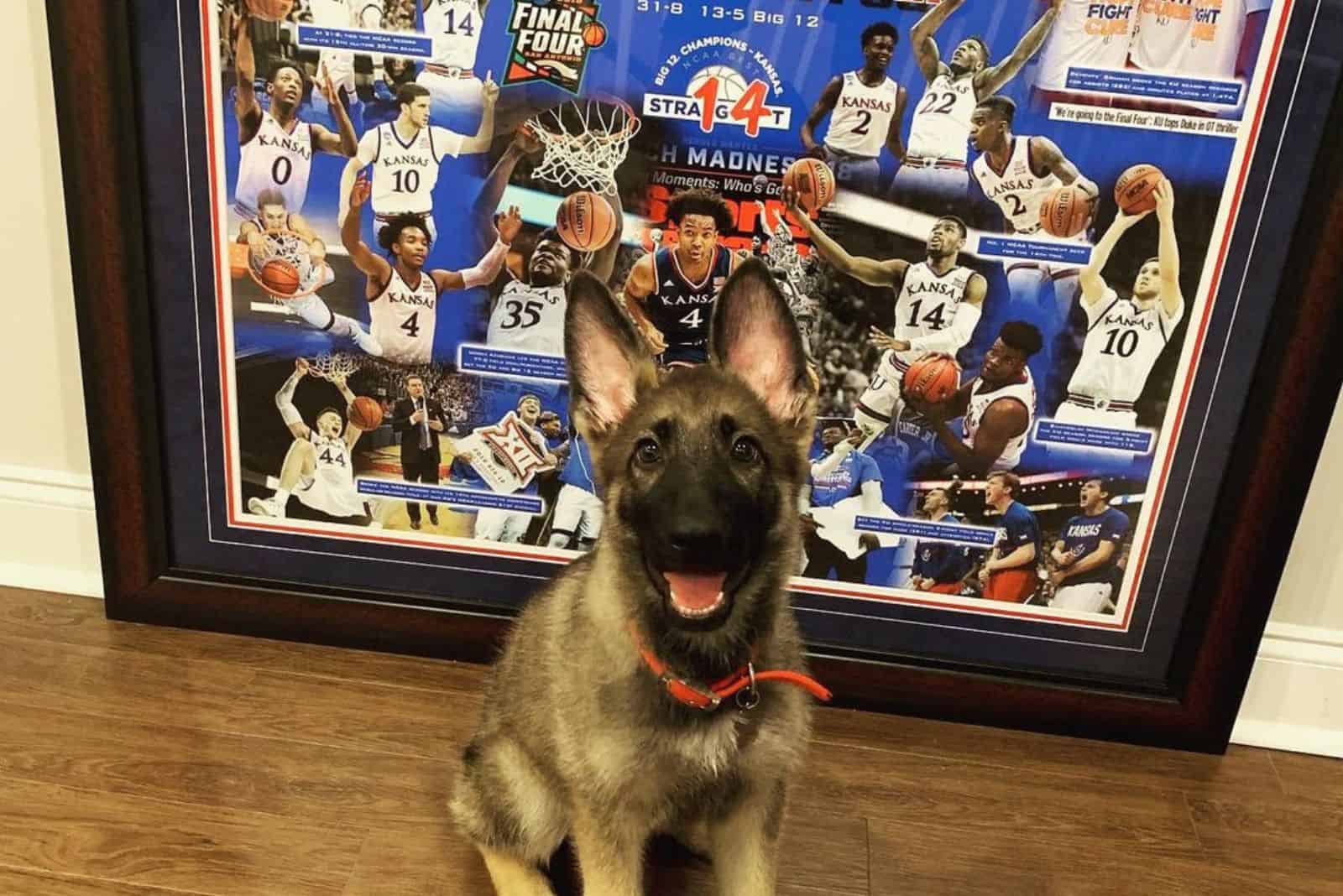 This Adorable German Shepherd Girl’s Favorite NBA Player Is Her Dad 