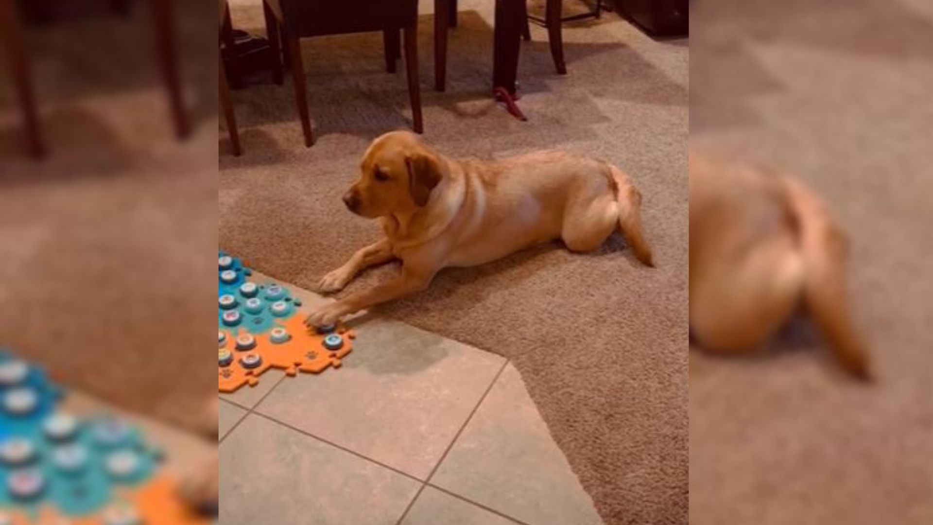 “Chatty Dog” Impresses Internet With Her Incredible Talking Abilities, But Leaves Some People Worried