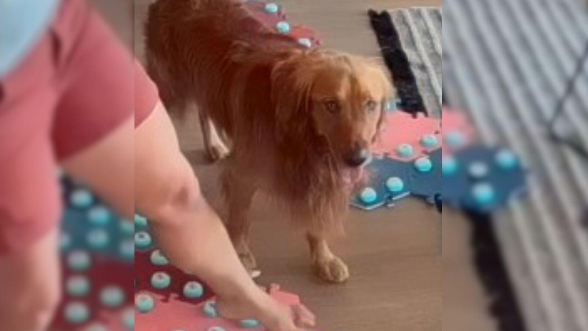 Check Out How This Dog Told His Owner She Was Sick