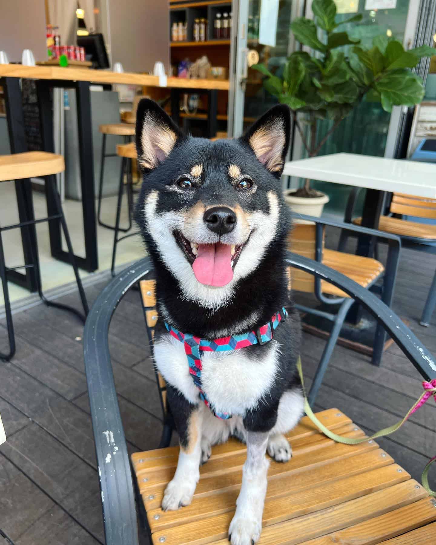 cheerful black shiba inu on the chair