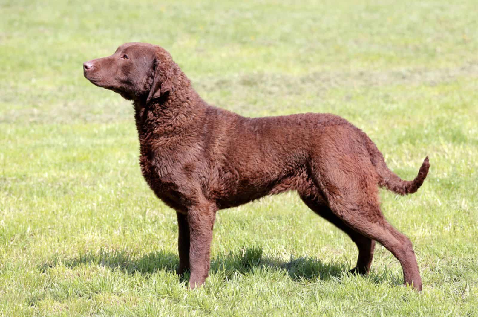 chesapeake bay retriever standing on the lawn