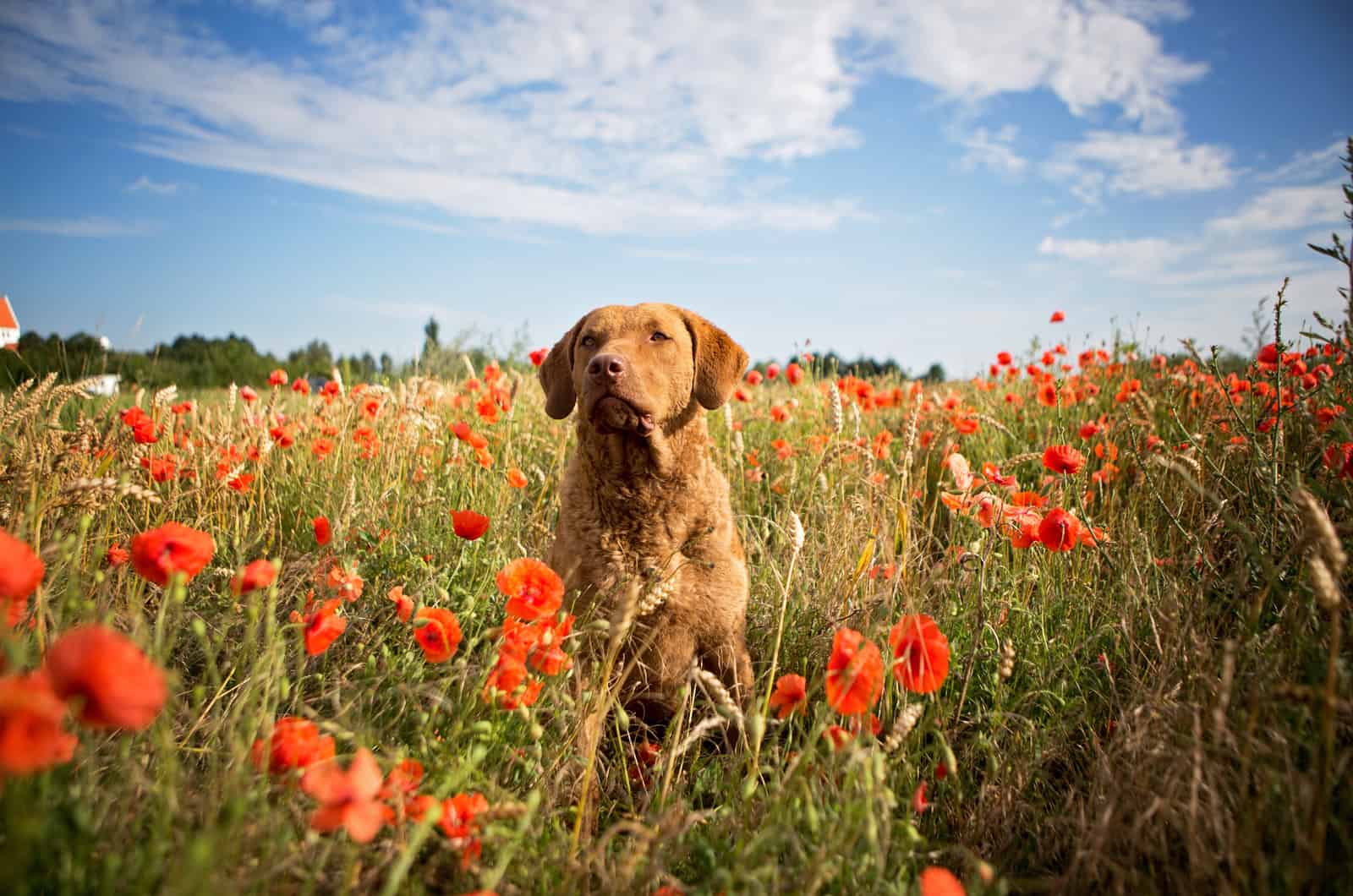 Chesapeake Bay Retriever Colors – 3 Gorgeous Shades