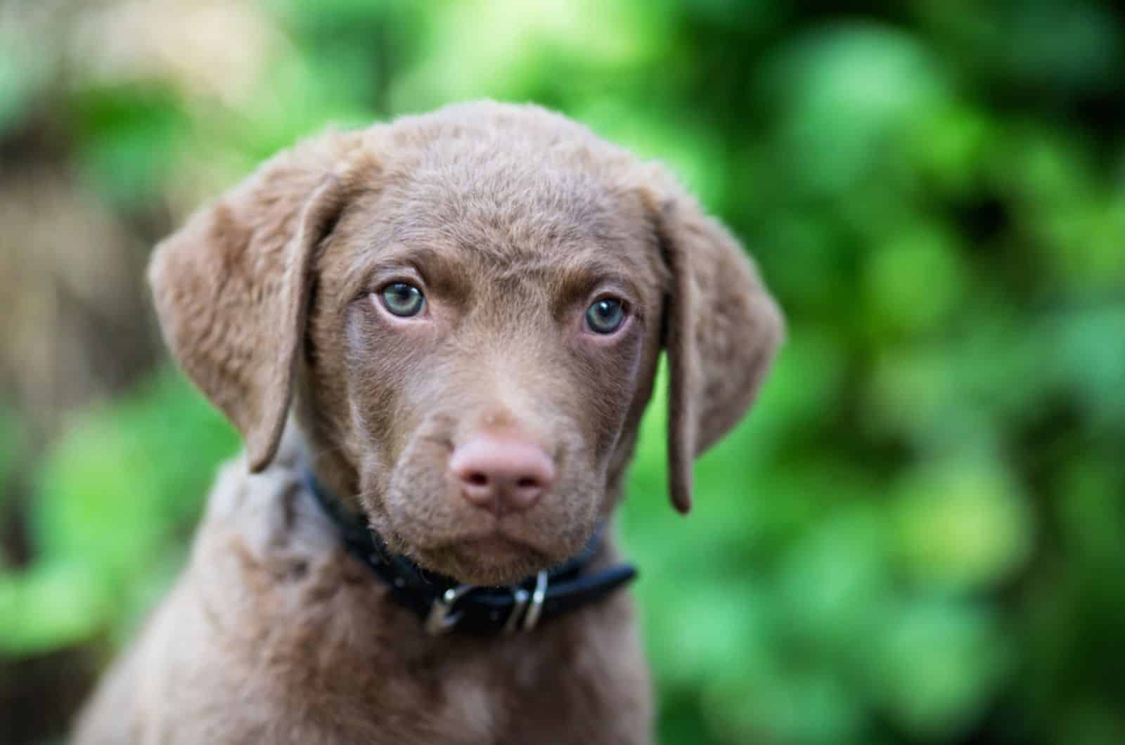 chesapeake bay retriever puppy outdoors