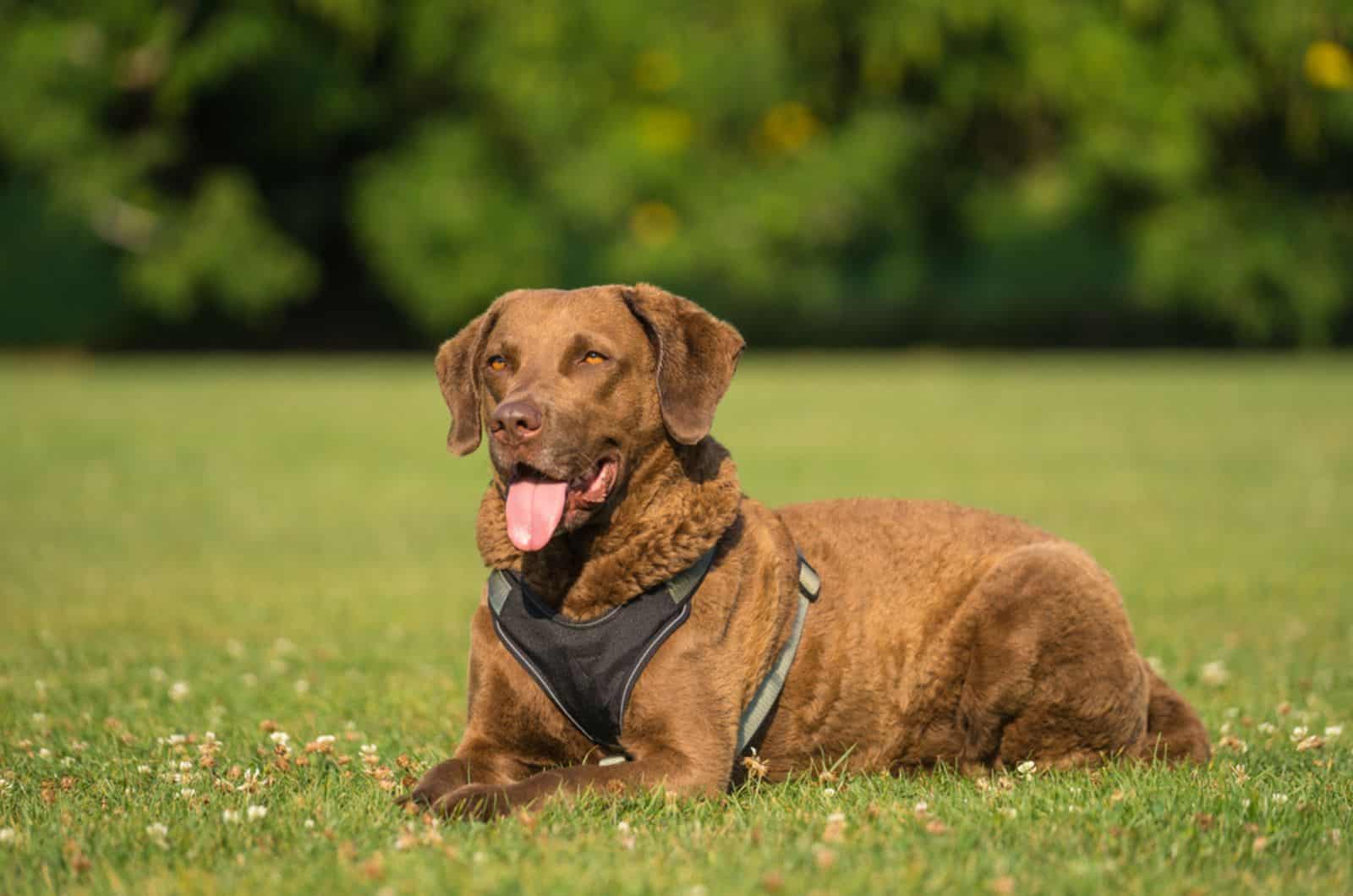 chesapeake bay retriever lying on the grass