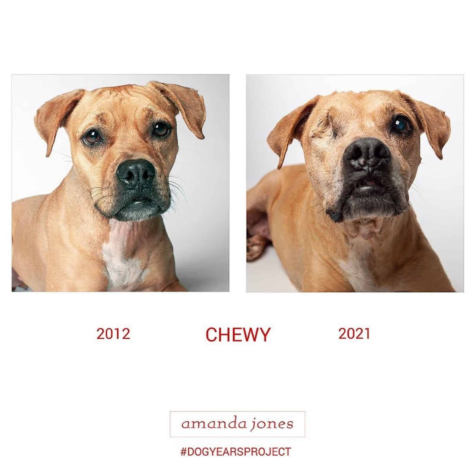 chewy dog through years