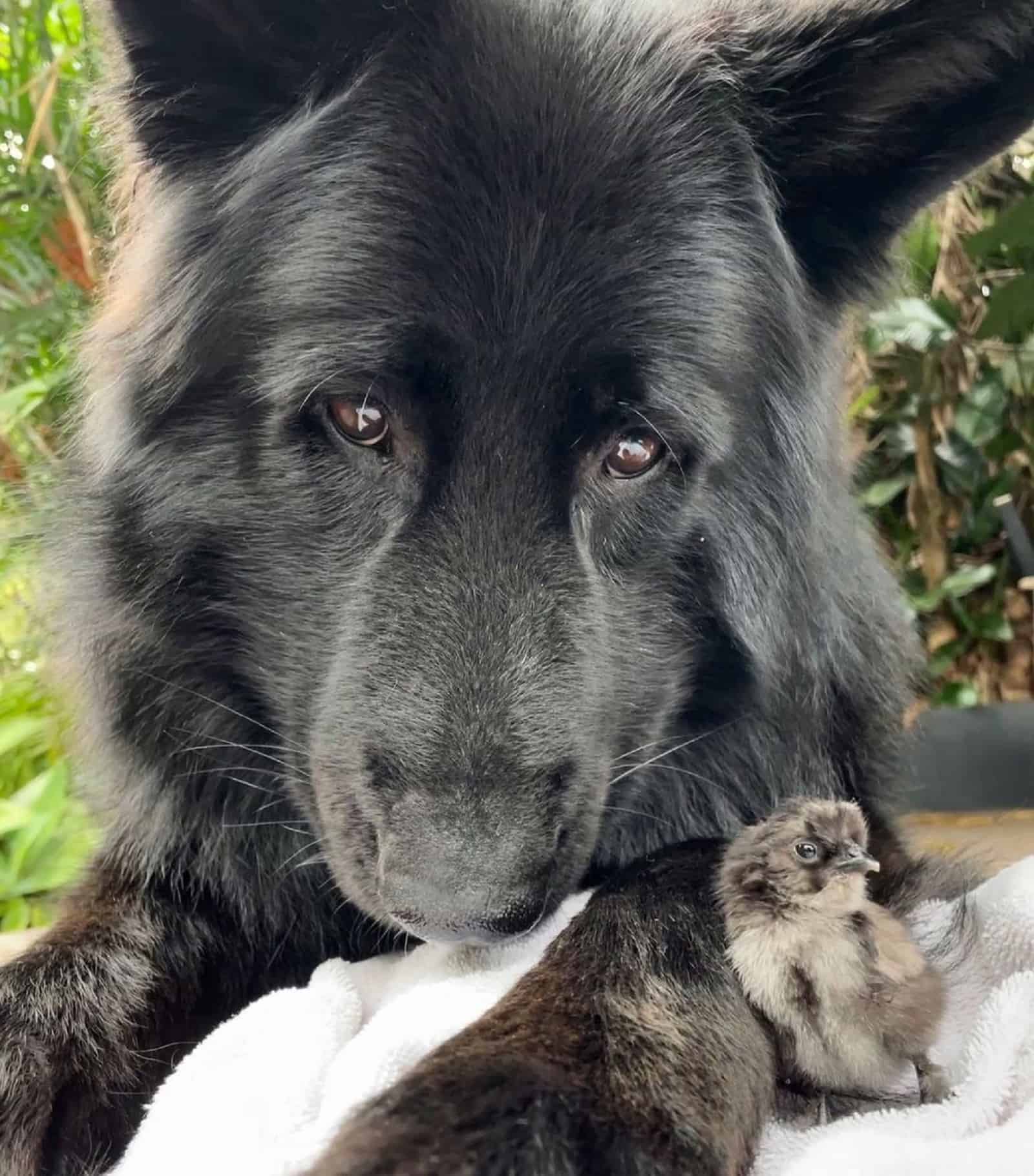 chicken leaning on back german shepherd outdoors