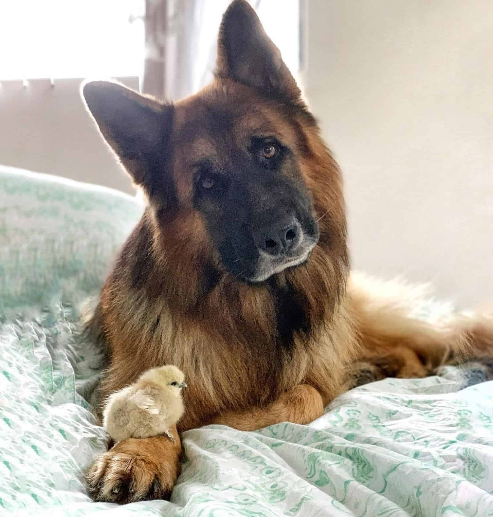 chicken sitting on german shepherds paw on the bed