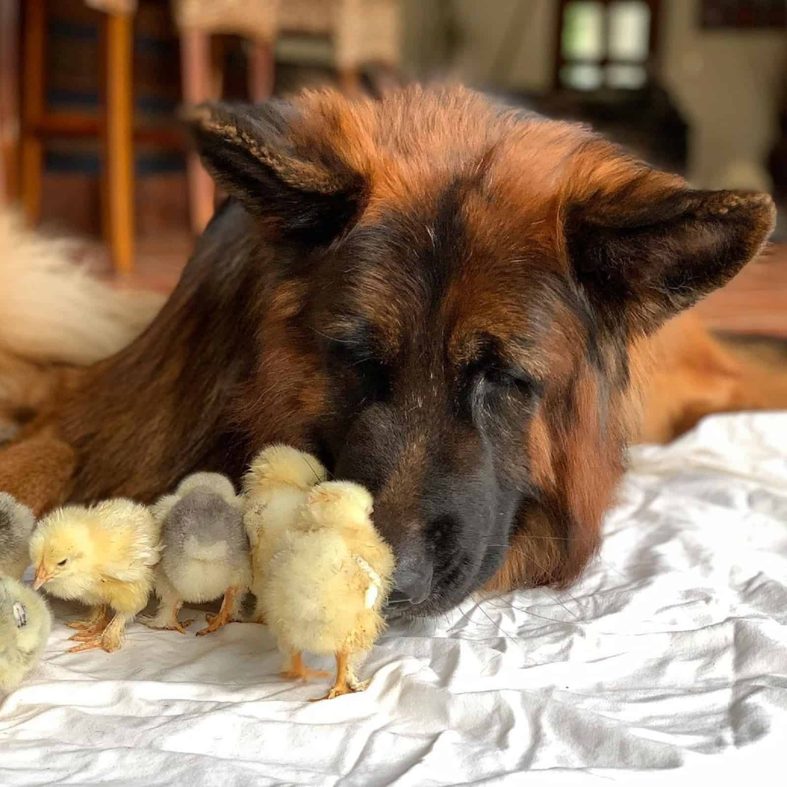 chickens walking around german shepherd dog lying on white sheet