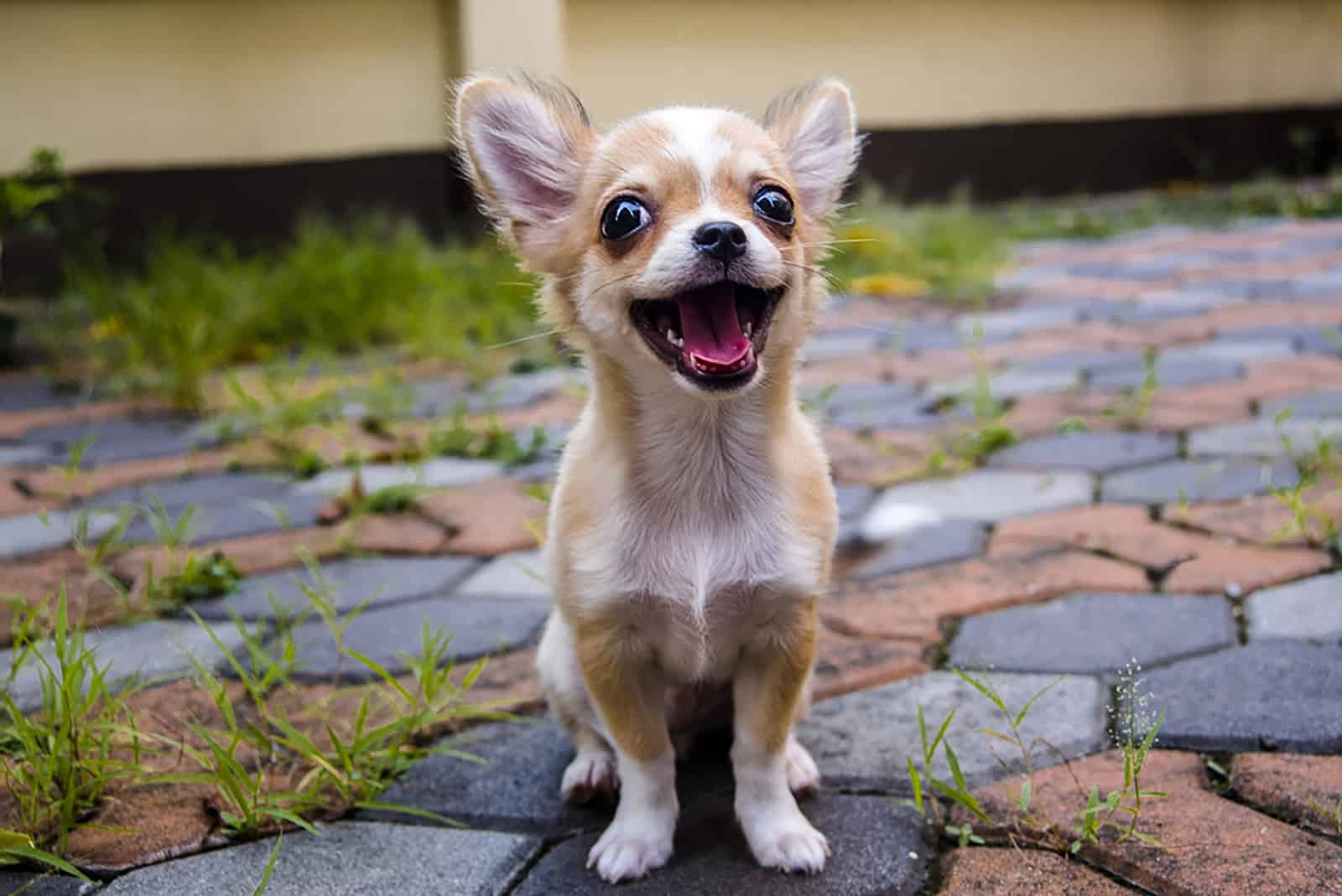 chihuahua dog sitting on the floor