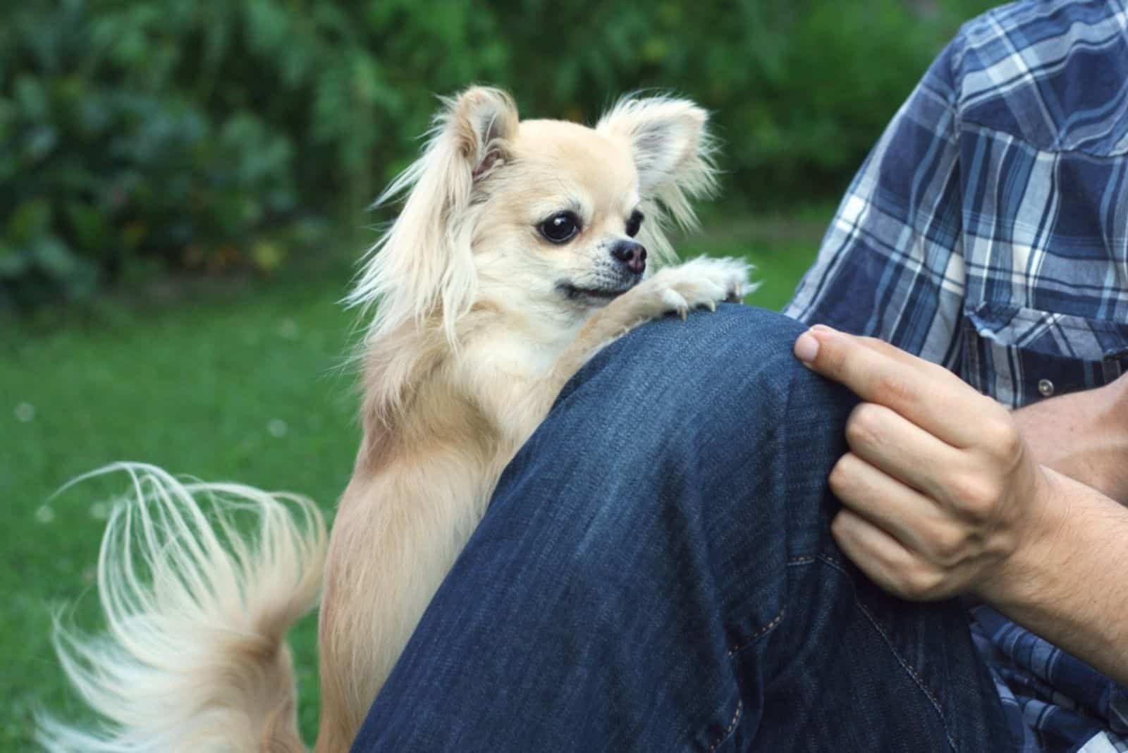 chihuahua and its trainer