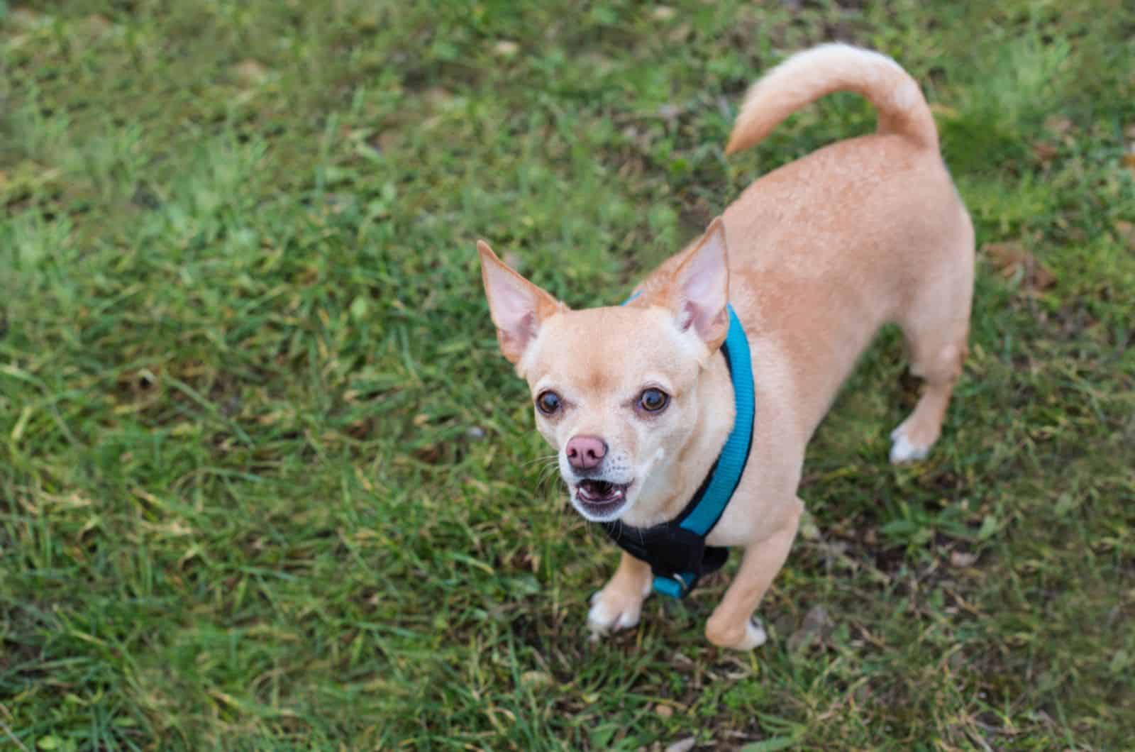 chihuahua barking in the park