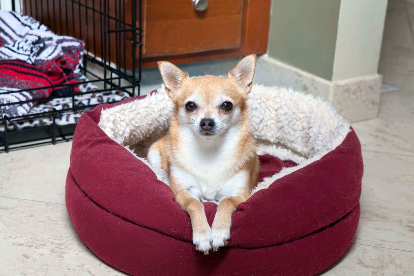 chihuahua being possessive of her bed crate