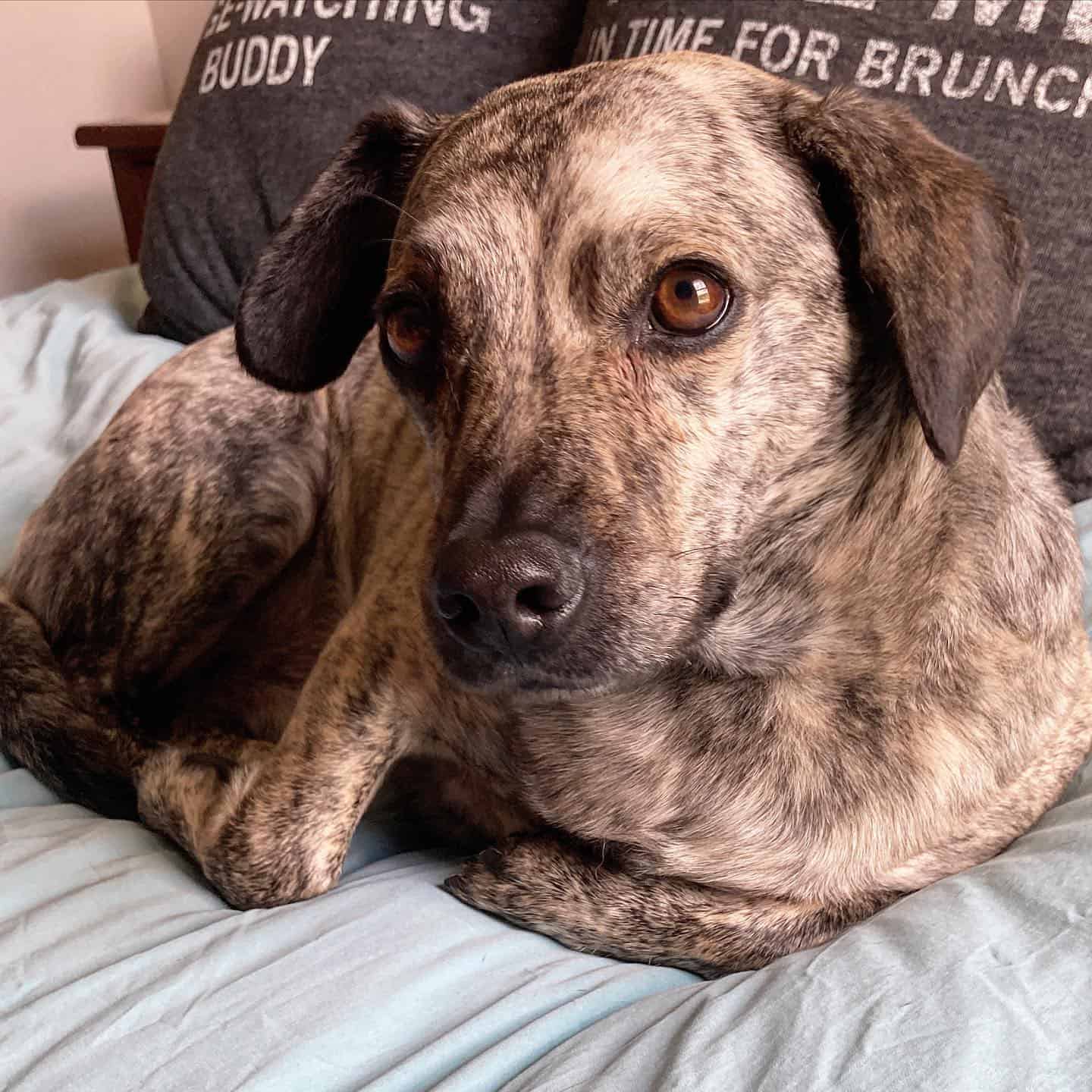 Chihuahua Catahoula Mix