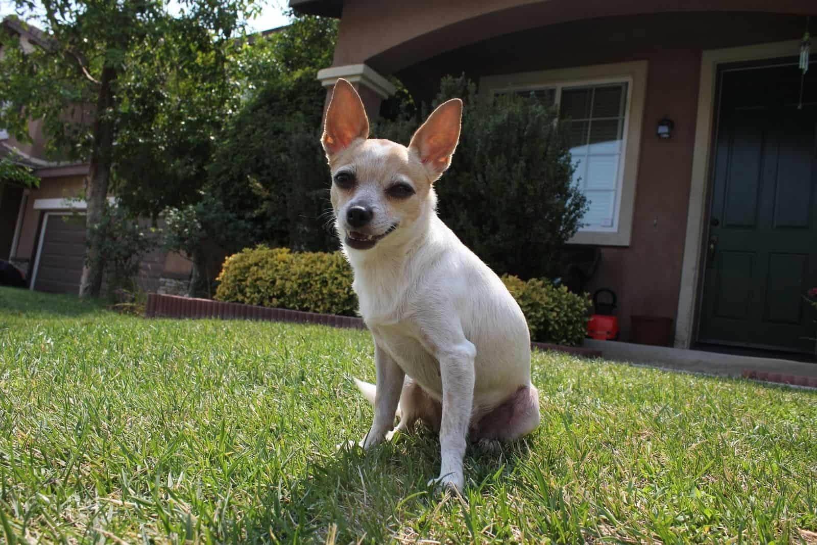 Chihuahua Corgi Mix: Meet The Unusual Cross Named The Chigi