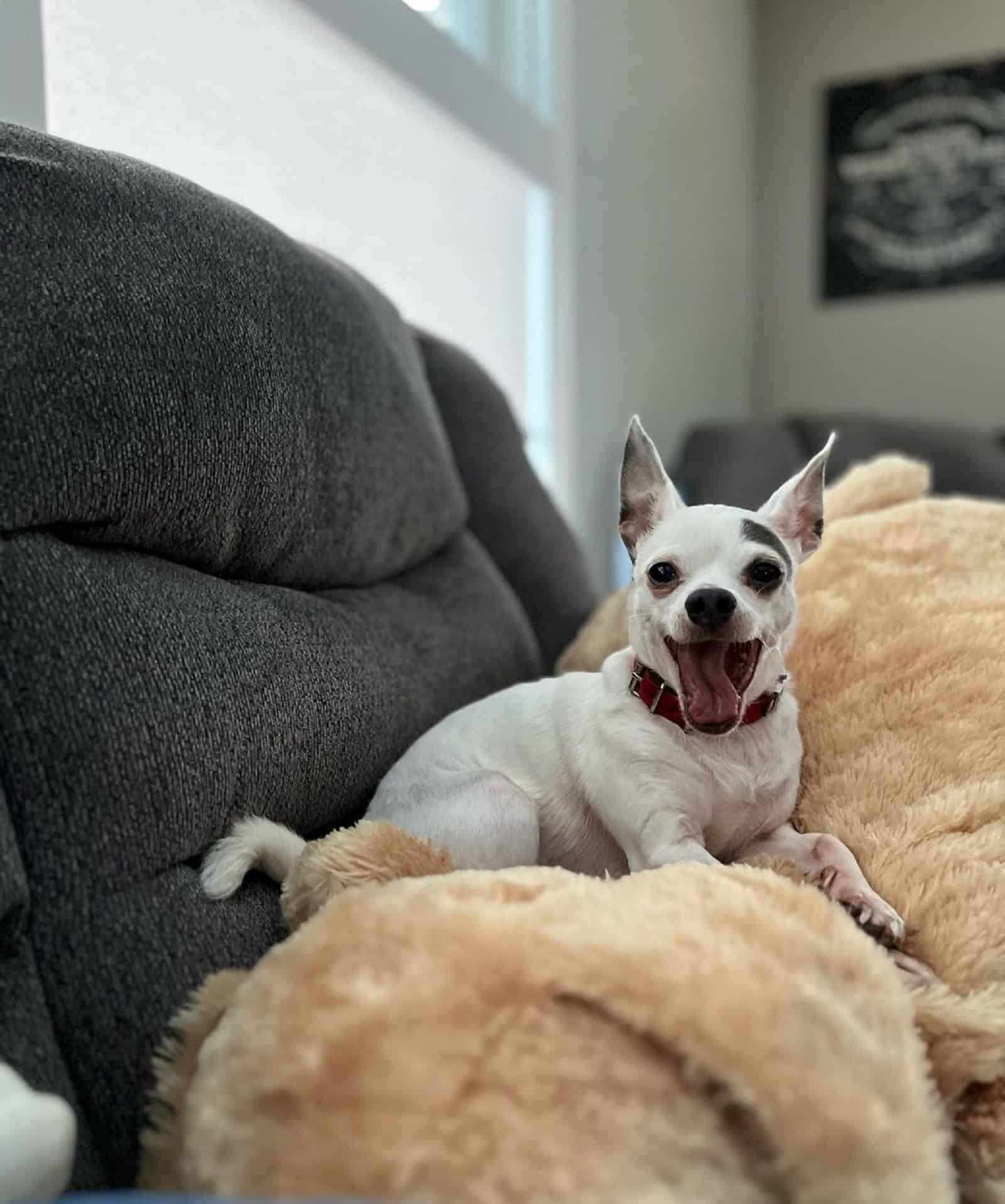 chihuahua dog lying on the couch