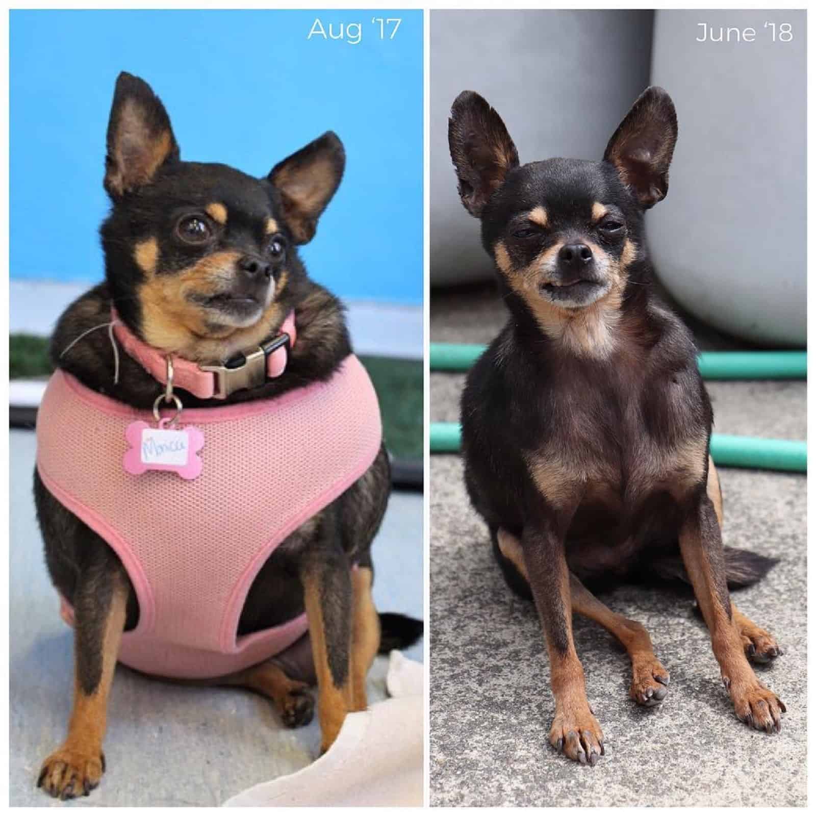 chihuahua dog before and after weight loss