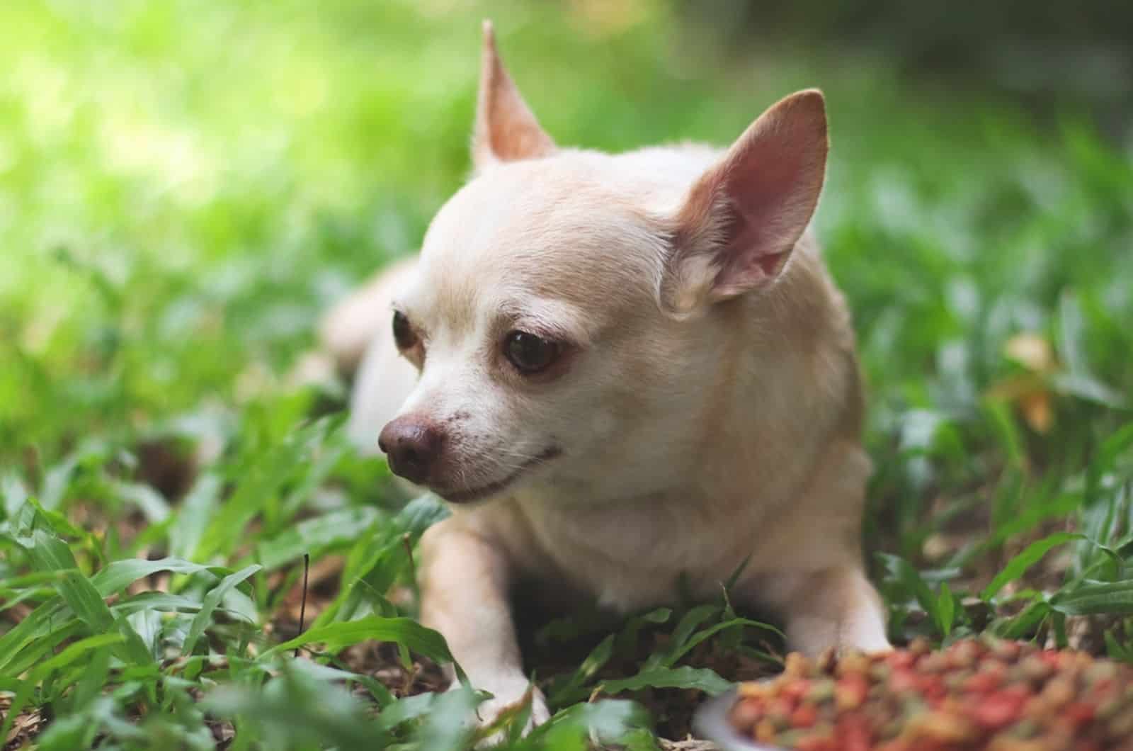 chihuahua dog laying down by the bowl of dog food and ignoring it