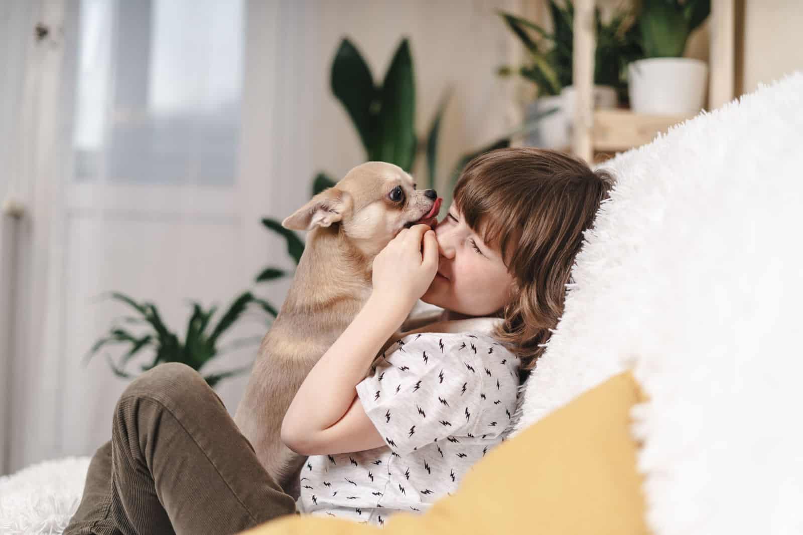 Chihuahua dog licks little laughing child's face on couch with blanket