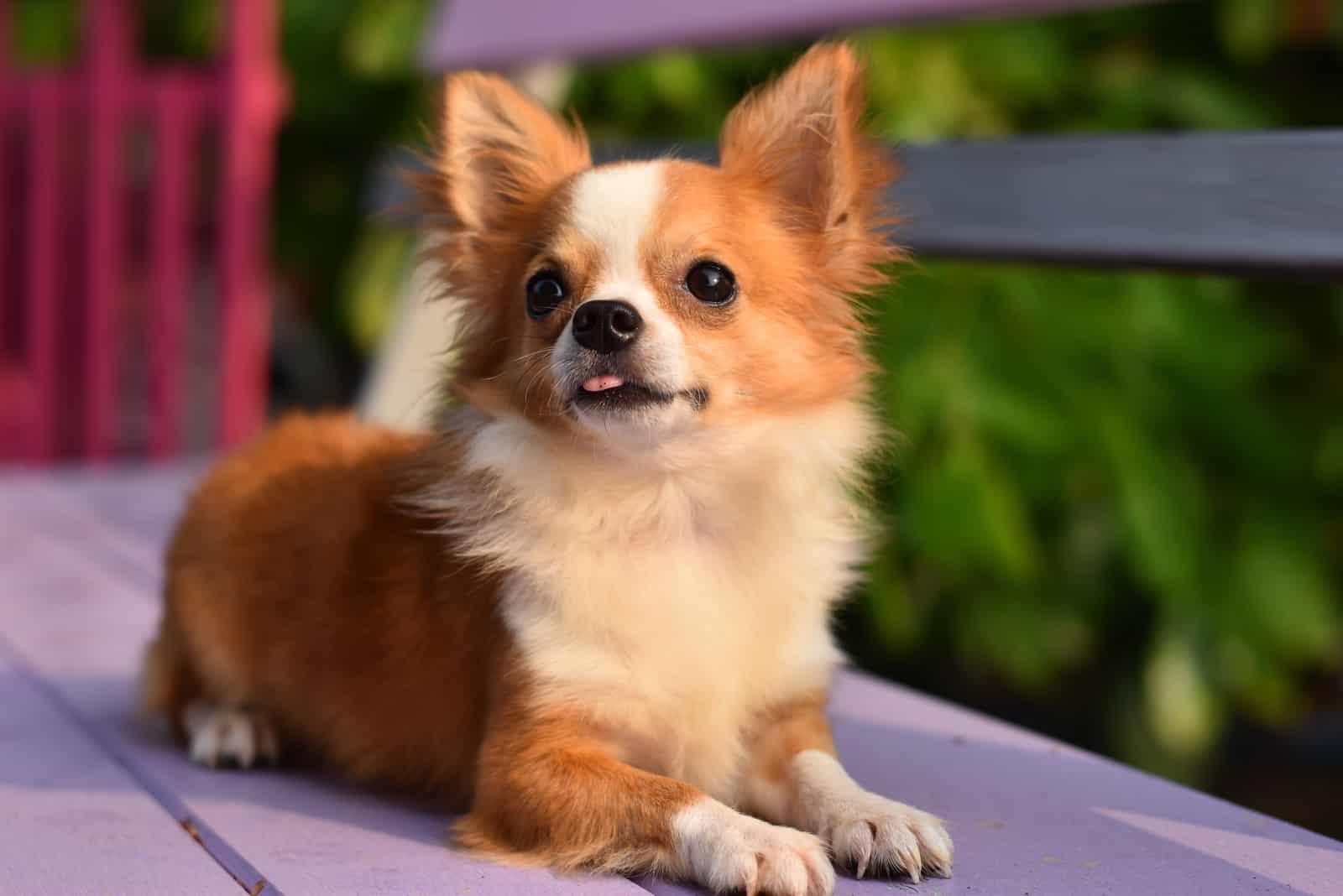 Chihuahua dog lying on the bench