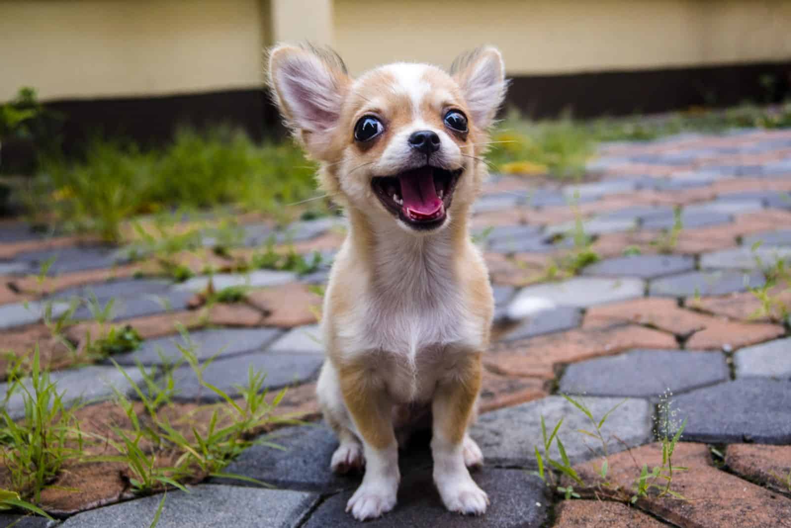 Chihuahua dog on the cement floor.