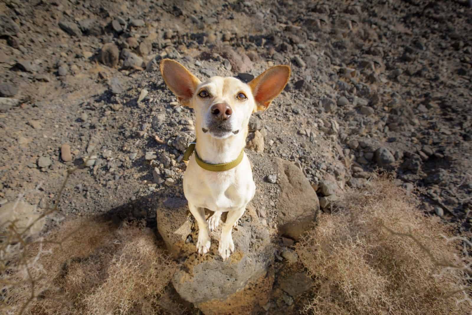 chihuahua dog ready for a walk outdoors