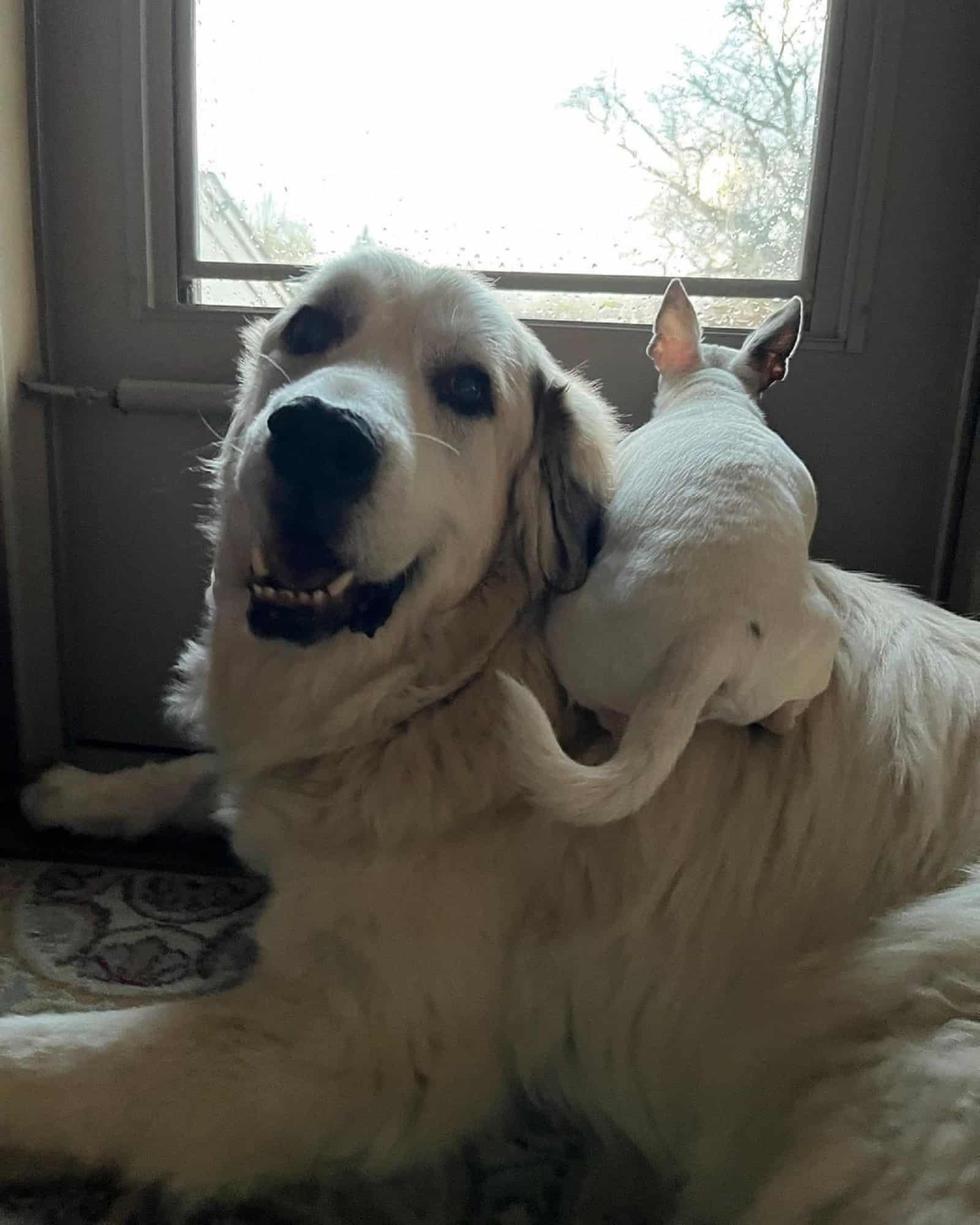 chihuahua dog sitting on back of big white dog lying on the floor