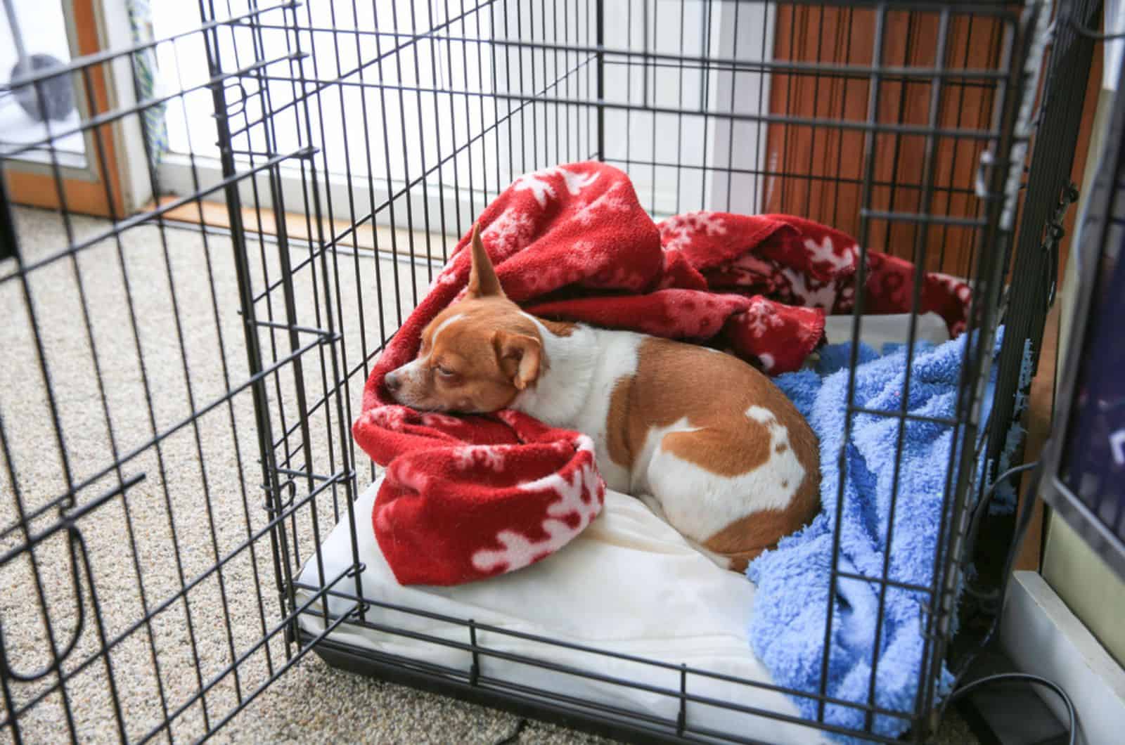 chihuahua dog sleeping in her crate indoors