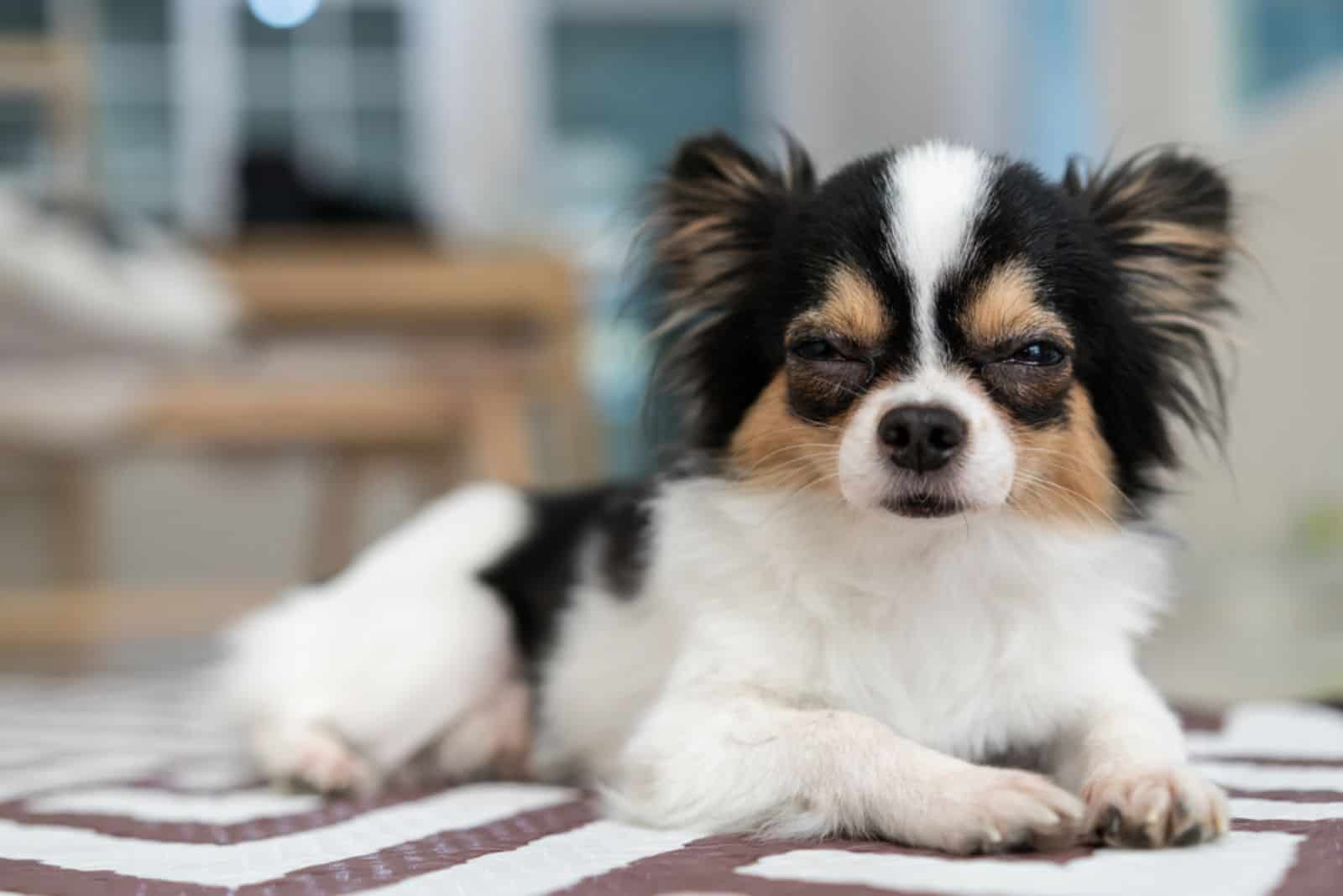 chihuahua dog sleepy lying on mat