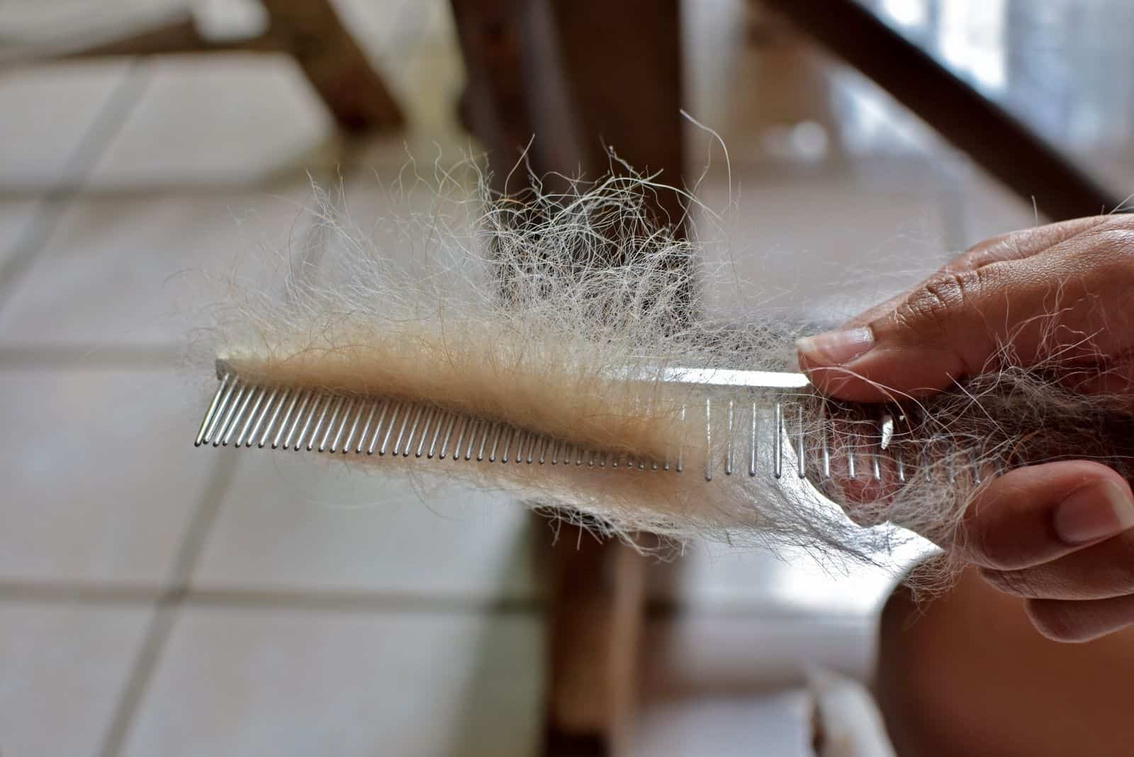 chihuahua dogs comb with lots of hair held by a person