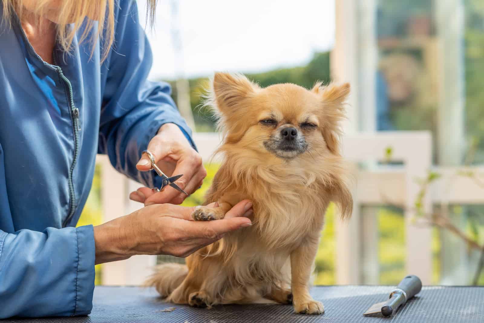 Chihuahua grooming