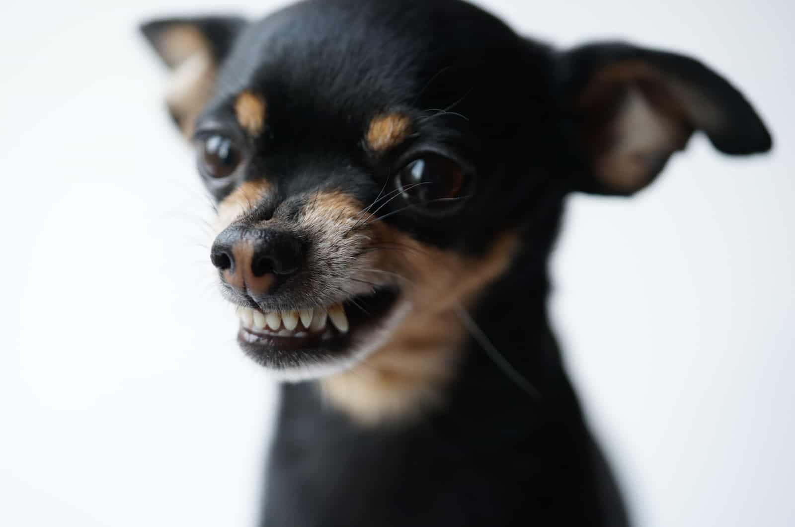 chihuahua growling