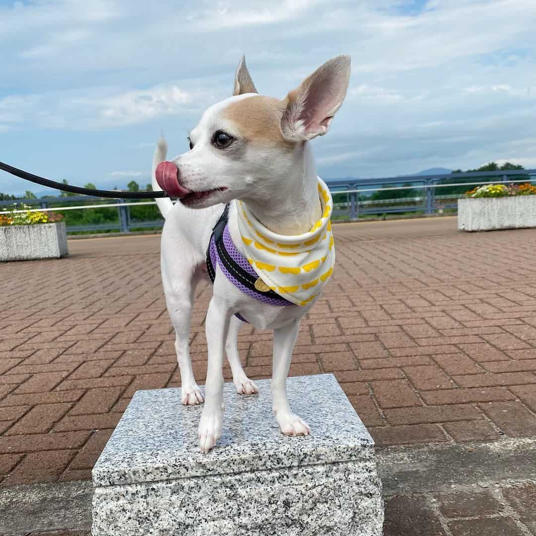 chihuahua italian greyhound dog on a walk