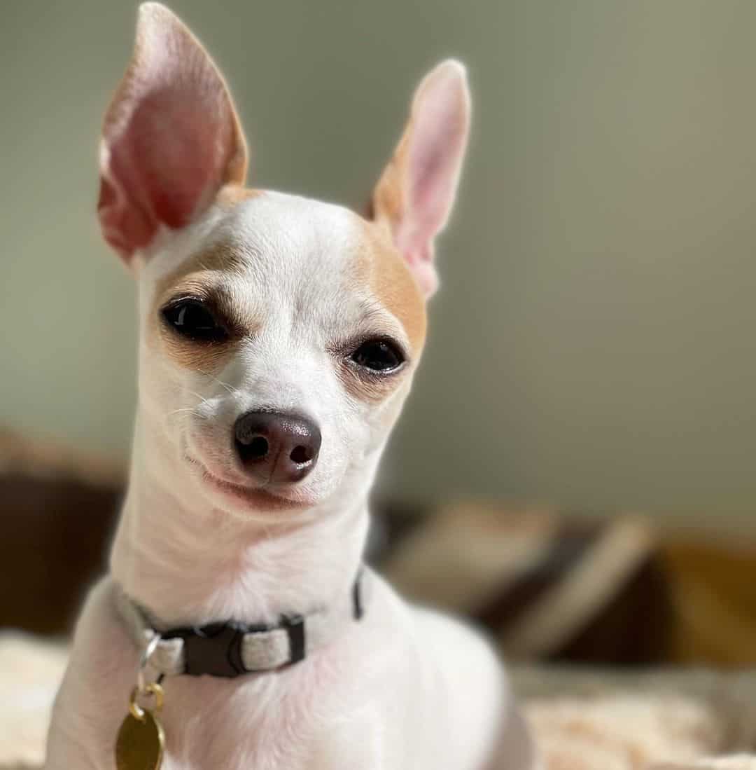 chihuahua italian greyhound mix