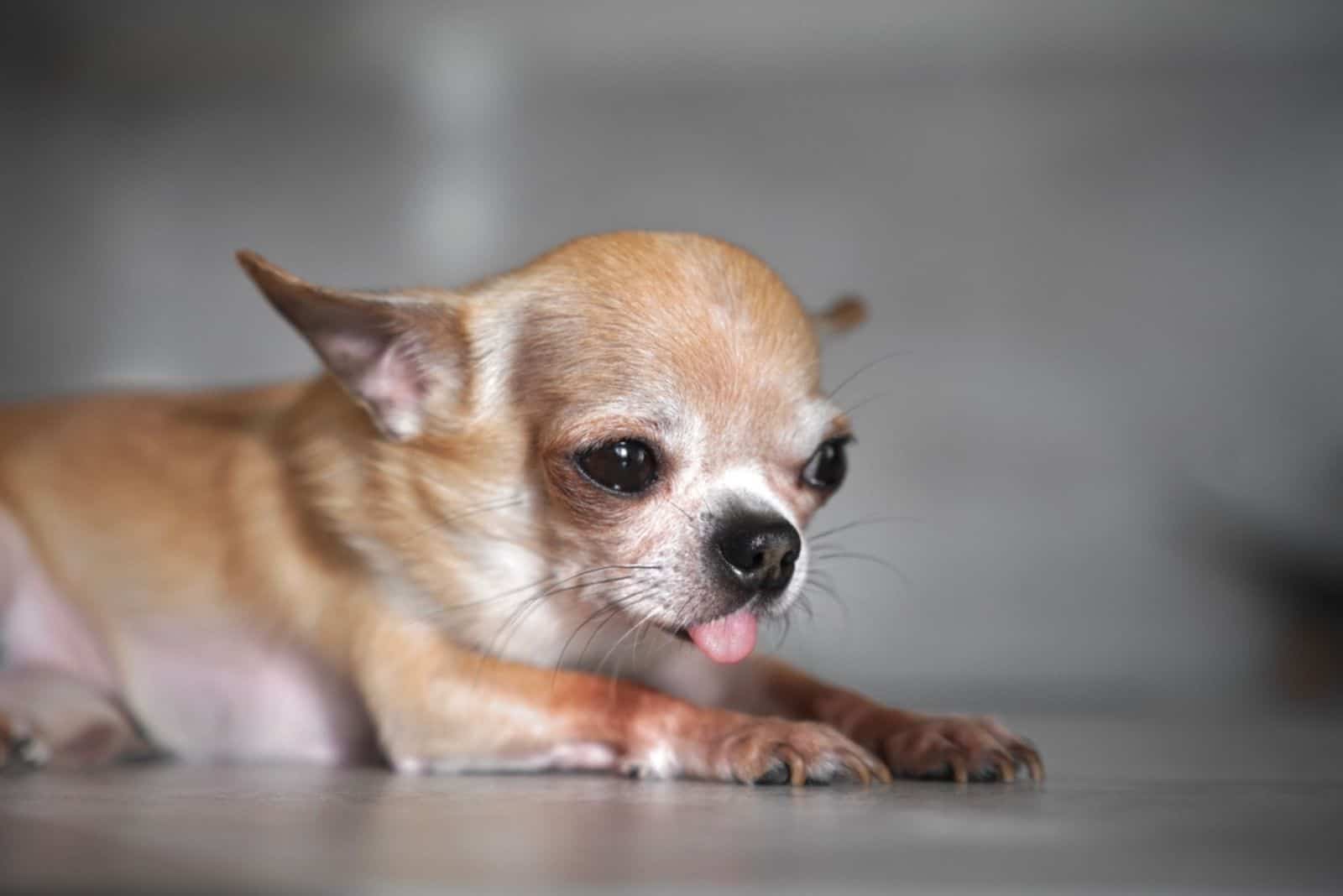 chihuahua laying on the floor