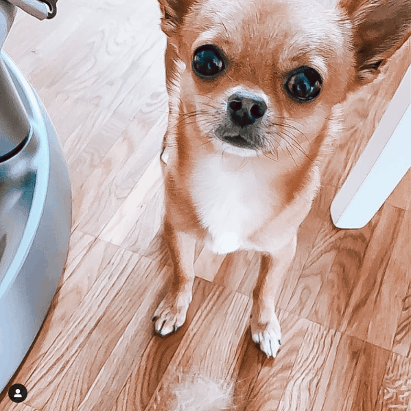 chihuahua looking at camera