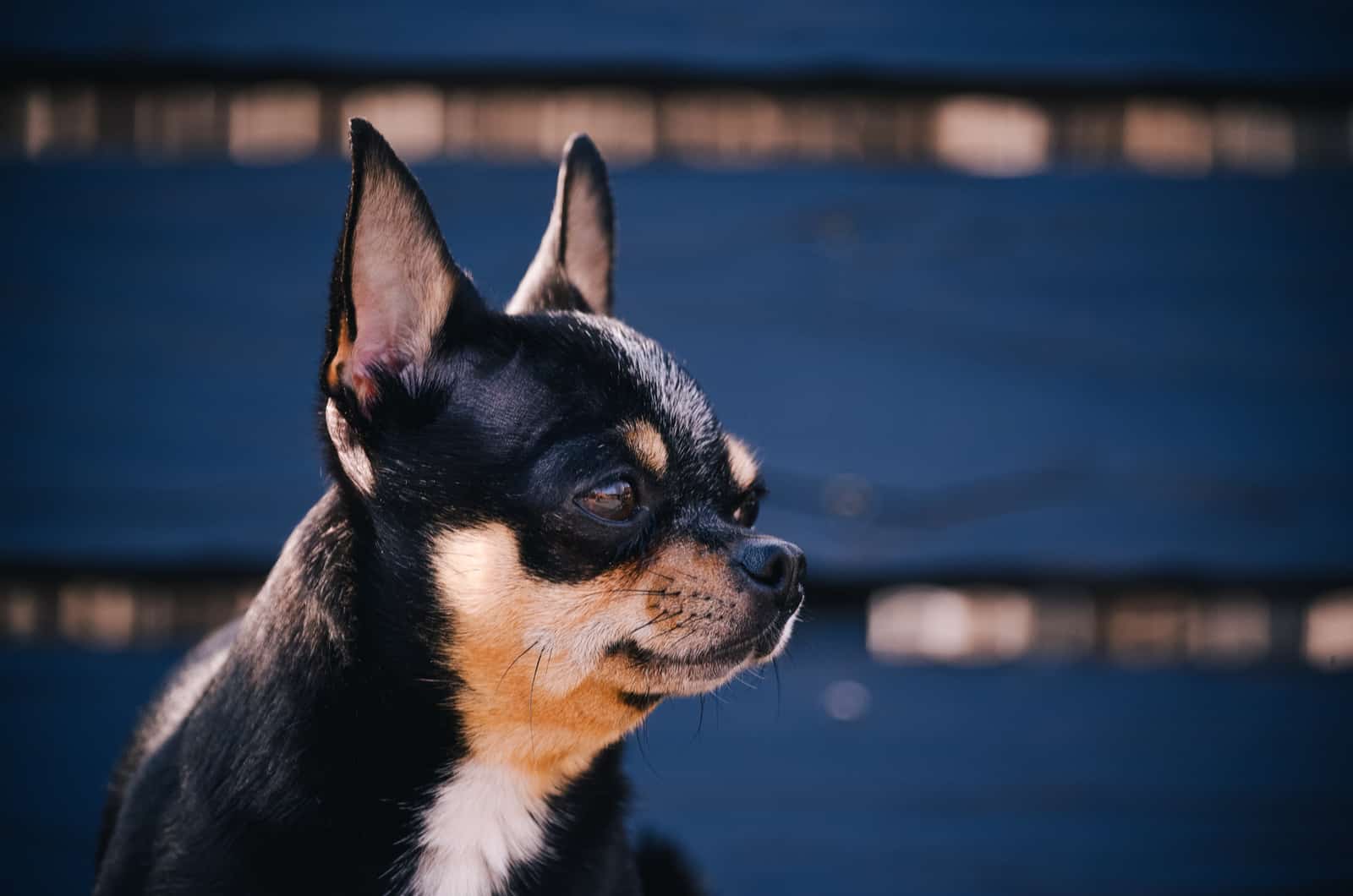 chihuahua looking to the side