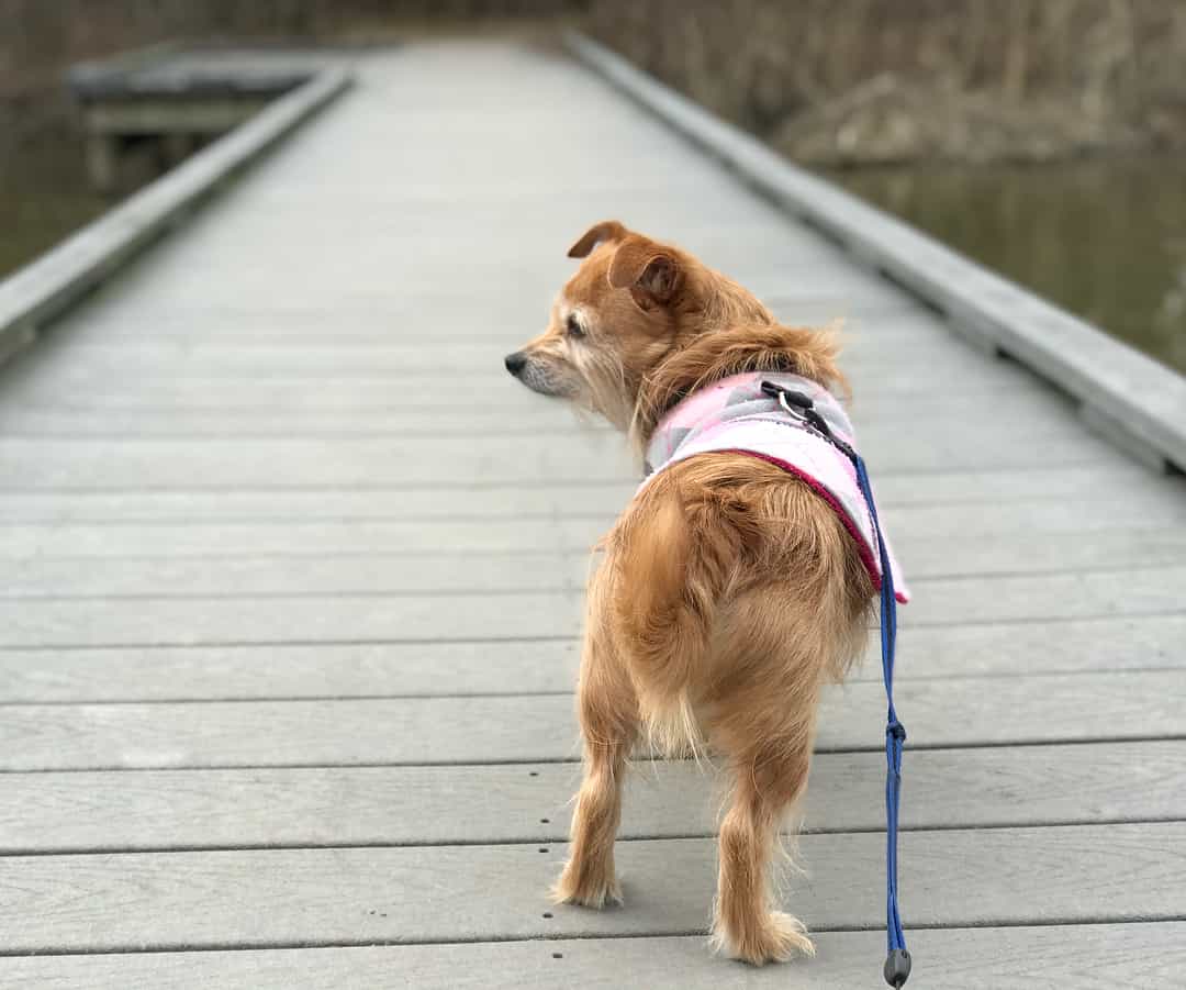 Chihuahua Norfolk Terrier Mix.