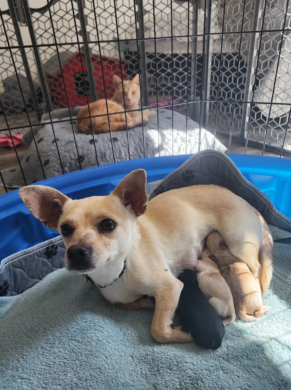 chihuahua nursing puppies