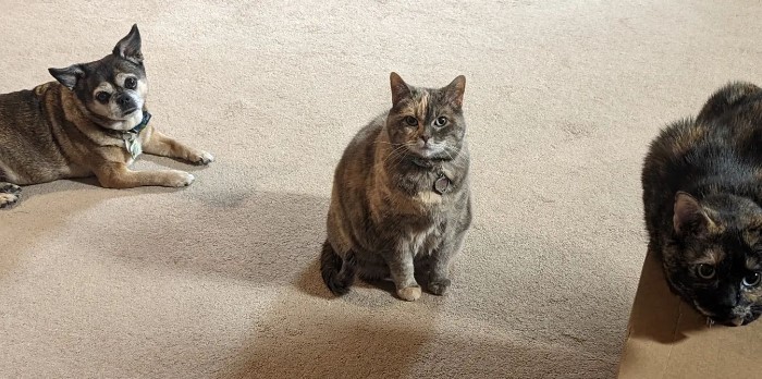 Chihuahua-Pug Mix in the company of two cats