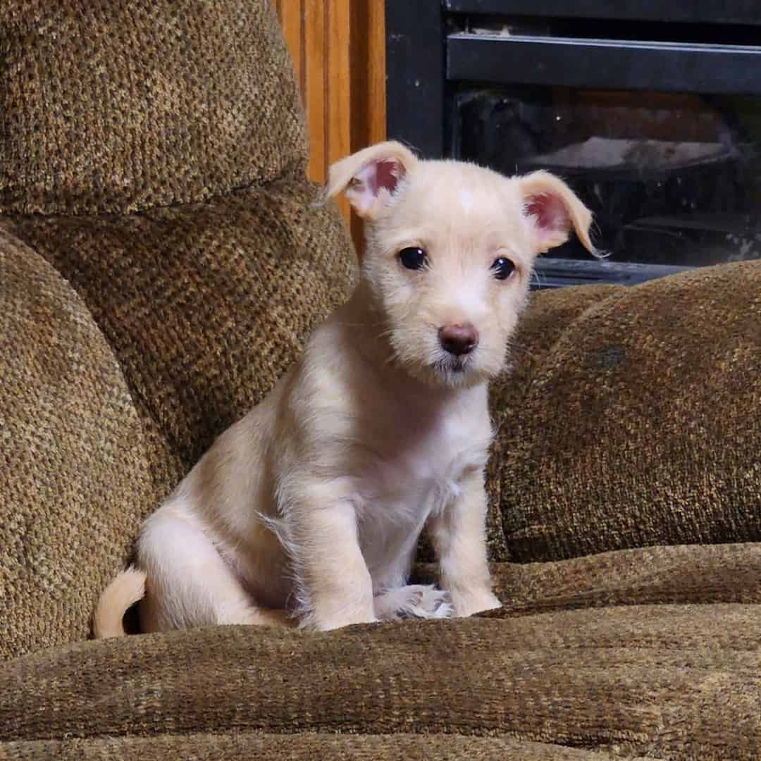 chihuahua rat terrier